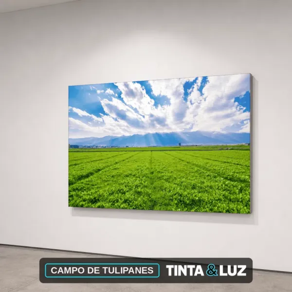 CAMPO DE TULIPANES