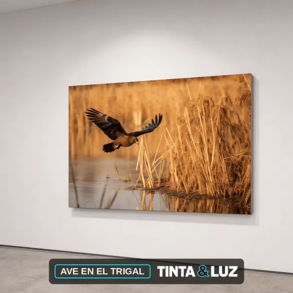 AVE EN EL TRIGAL
