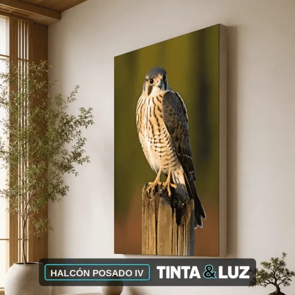 HALCÓN POSADO IV