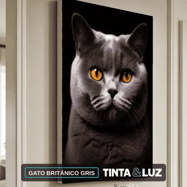 GATO BRITÁNICO GRIS
