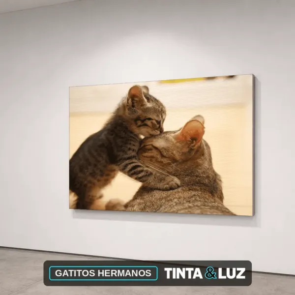 GATITOS HERMANOS