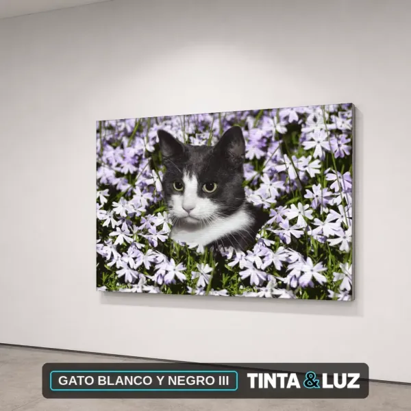 GATO BLANCO Y NEGRO III