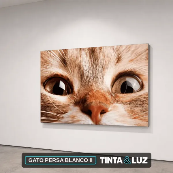 GATO PERSA BLANCO II