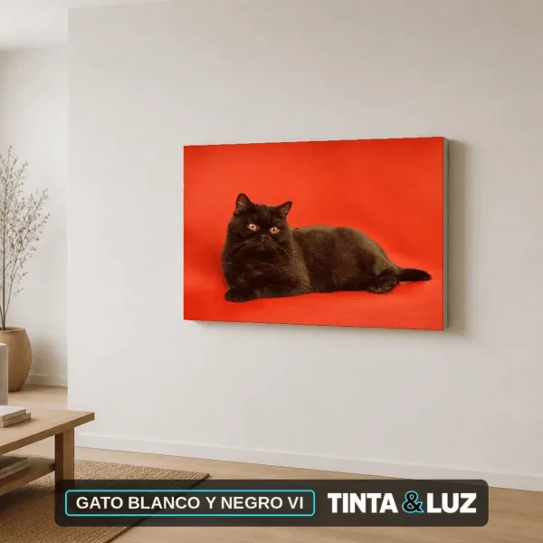 GATO BLANCO Y NEGRO VI