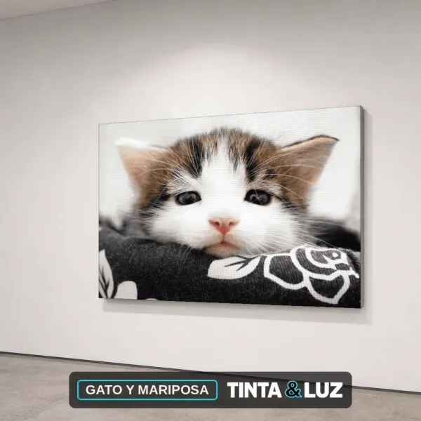 GATO Y MARIPOSA