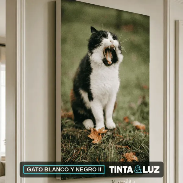 GATO BLANCO Y NEGRO II