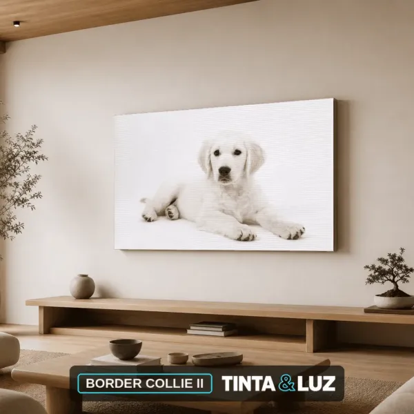 BORDER COLLIE II