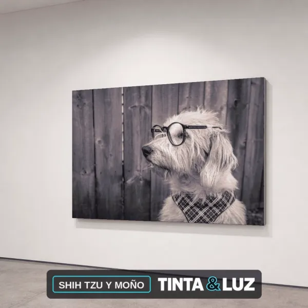SHIH TZU Y MOÑO