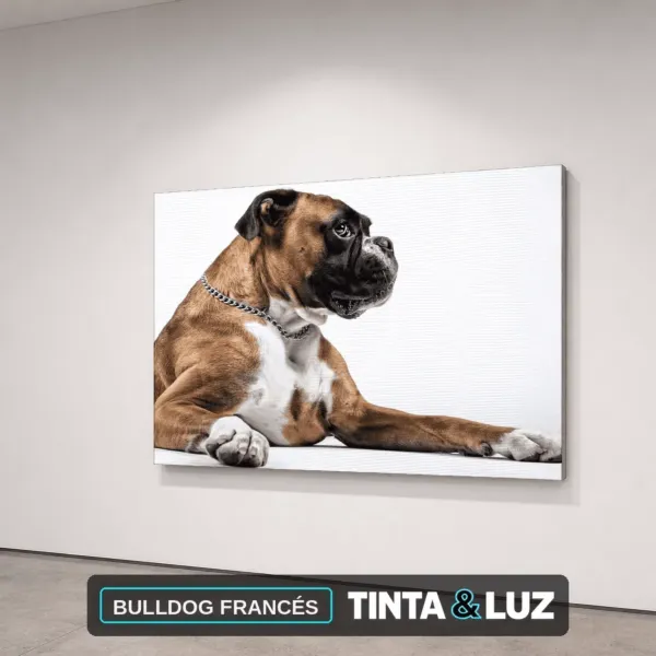 BULLDOG FRANCÉS