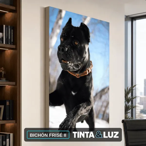 BICHÓN FRISÉ II