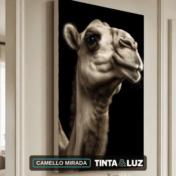 CAMELLO MIRADA