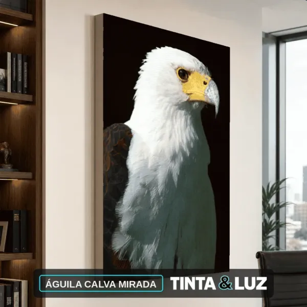ÁGUILA CALVA MIRADA