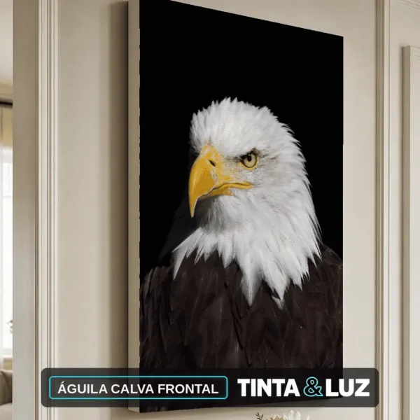 ÁGUILA CALVA FRONTAL