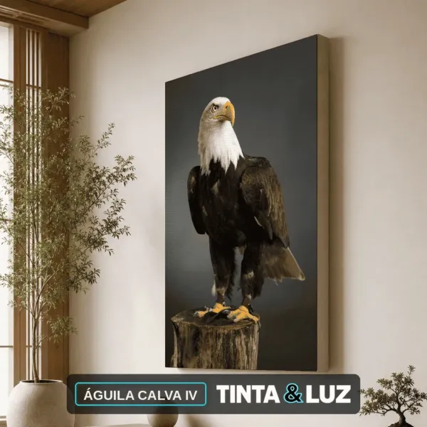 ÁGUILA CALVA IV