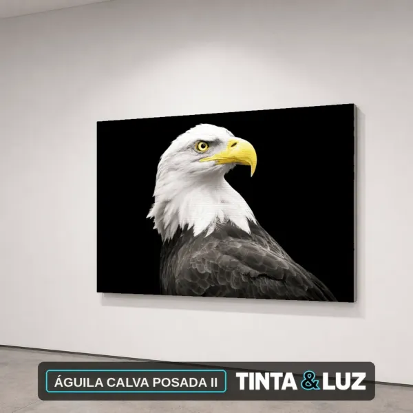 ÁGUILA CALVA POSADA II