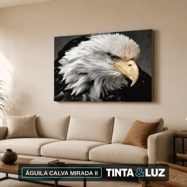 ÁGUILA CALVA MIRADA II