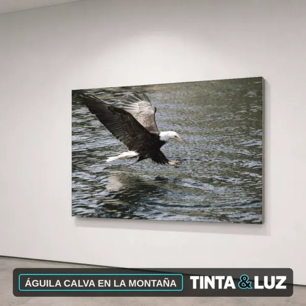 ÁGUILA CALVA EN LA MONTAÑA