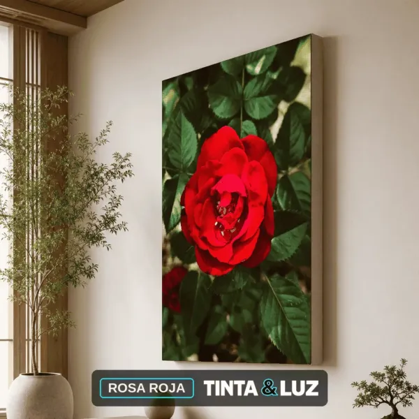 ROSA ROJA