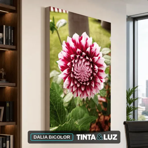 DALIA BICOLOR