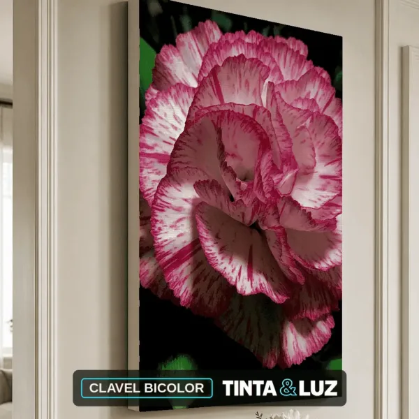 CLAVEL BICOLOR