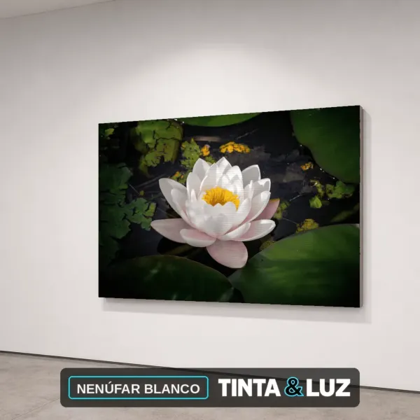 NENÚFAR BLANCO