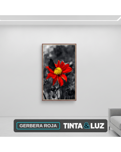 GERBERA ROJA