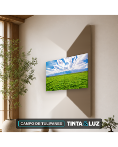 CAMPO DE TULIPANES