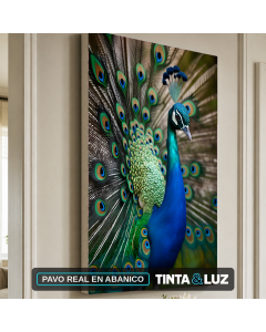 PAVO REAL EN ABANICO