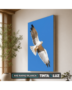 AVE RAPAZ BLANCA
