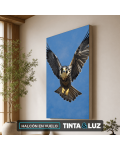 HALCÓN EN VUELO