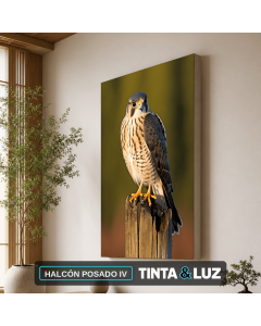 HALCÓN POSADO IV