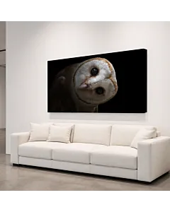 BÚHO EN LA OSCURIDAD