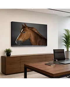 CABALLO EN EL CAMPO