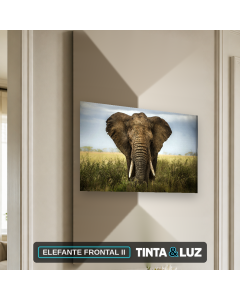 ELEFANTE FRONTAL II