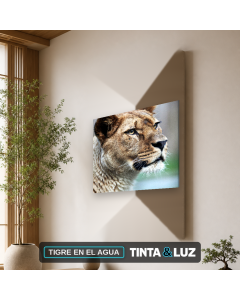 TIGRE EN EL AGUA