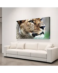 TIGRE EN EL AGUA