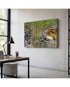 TIGRE BLANCO RETRATO