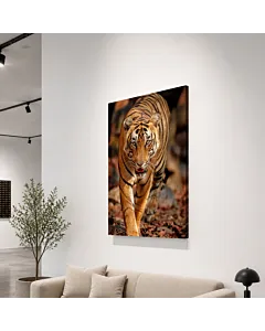 TIGRE CAMINANDO