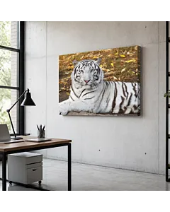 TIGRE BLANCO EN LA HIERBA