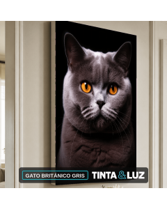 GATO BRITÁNICO GRIS