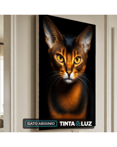 GATO ABISINIO