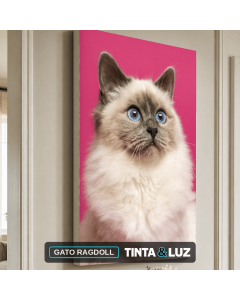 GATO RAGDOLL