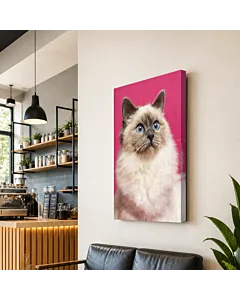 GATO RAGDOLL