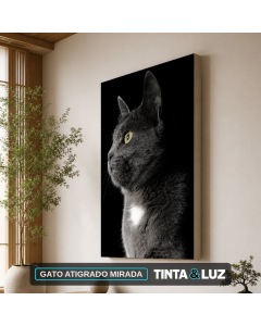GATO ATIGRADO MIRADA