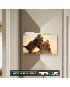 GATITOS HERMANOS