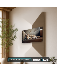 GATITOS EN EL CAMPO