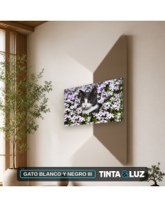 GATO BLANCO Y NEGRO III