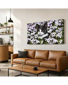 GATO BLANCO Y NEGRO III