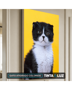 GATO ATIGRADO COLORIDO