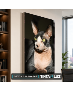 GATO Y CALABAZAS